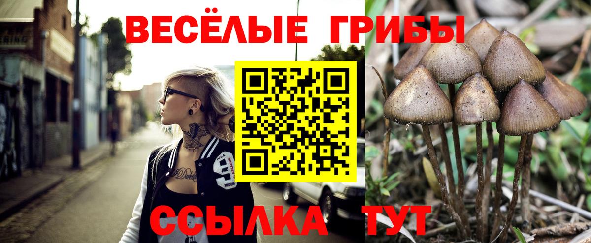 Псилоцибиновые грибы Psilocybe Лесосибирск